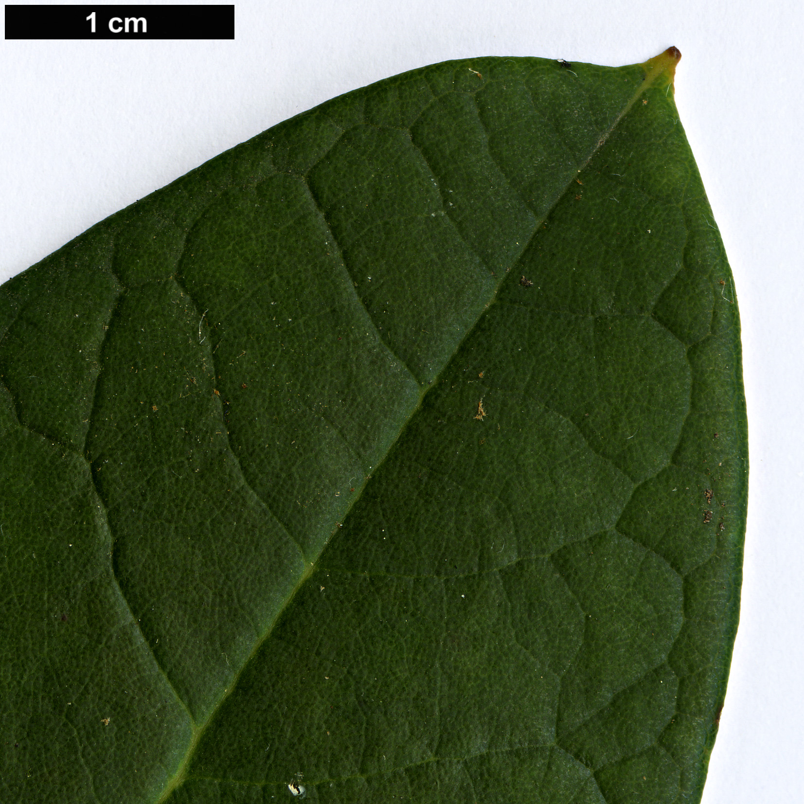 High resolution image: Family: Ericaceae - Genus: Rhododendron - Taxon: rex - SpeciesSub: subsp. fictolacteum